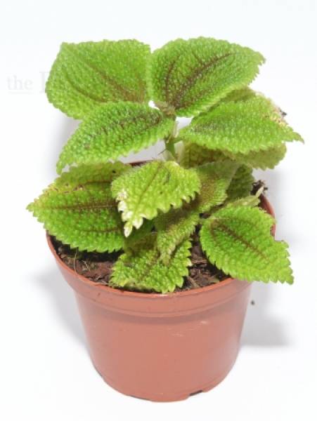 Pilea involucrata MOON VALLEY